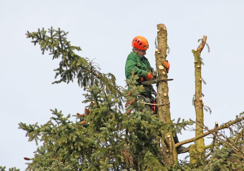 Local Oak Tree Trimming pros at work