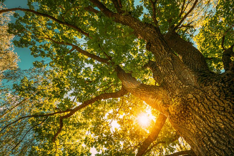 Top Rated Products for Oak Tree Trimming