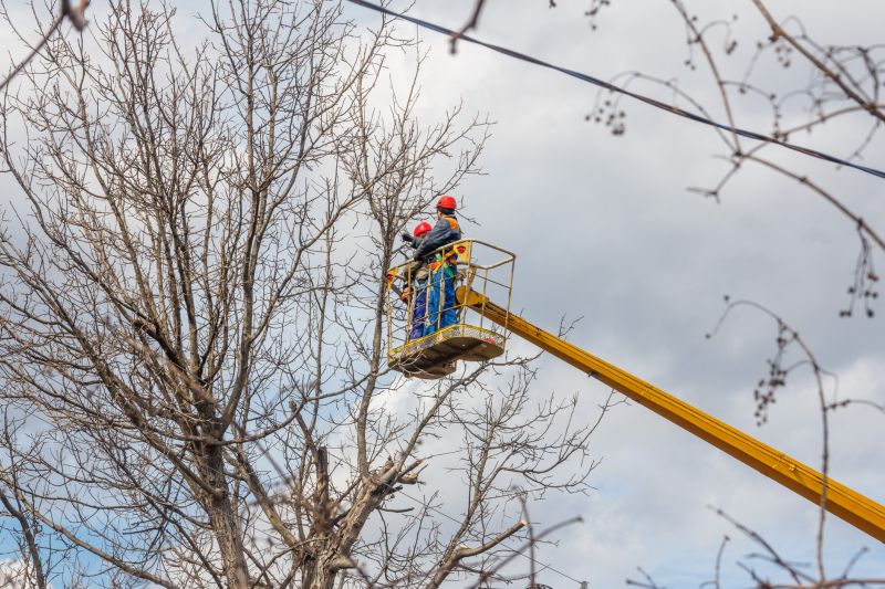 Oak Tree Trimming