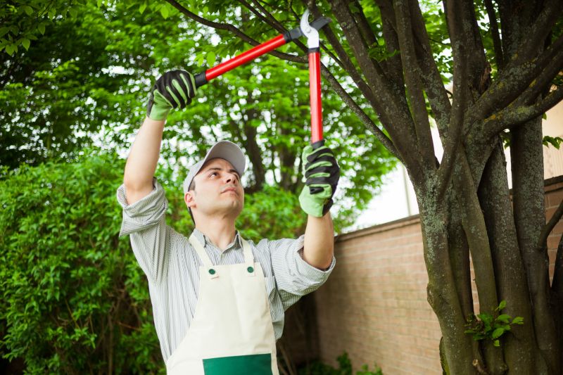 Oak Tree Trimming