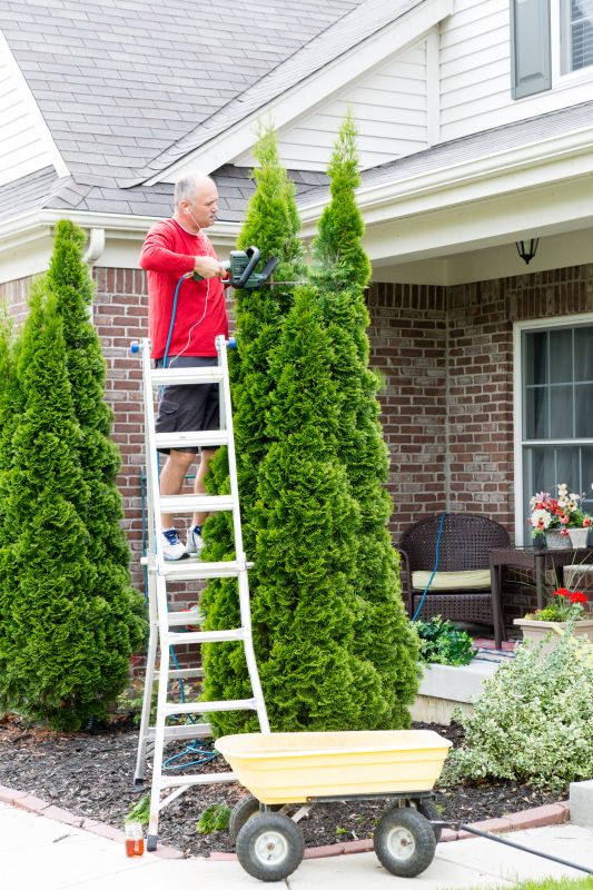 Oak Tree Trimming