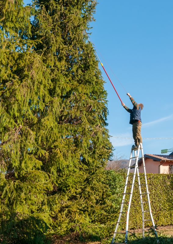 Oak Tree Trimming