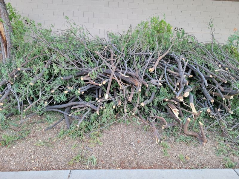 Trimmed Oak Branches