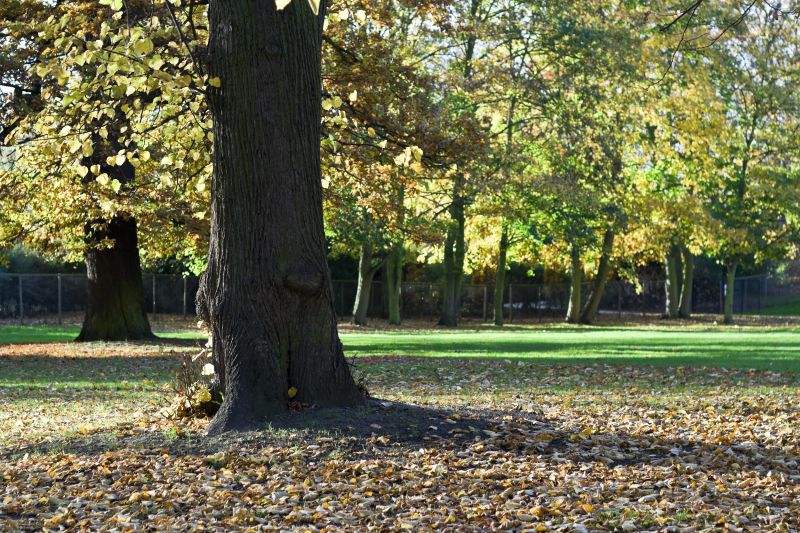 Landscape with Mature Oak