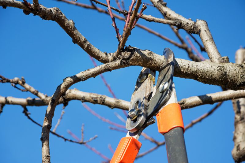 Oak Tree Trimming Tools