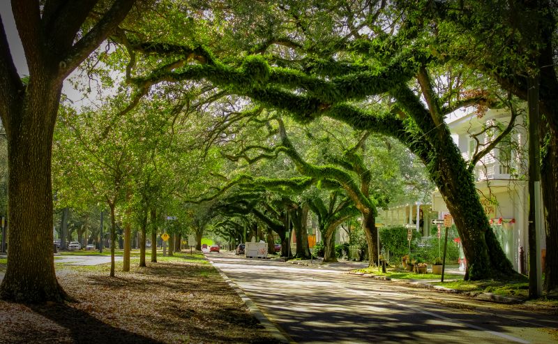 Oak Tree Canopy