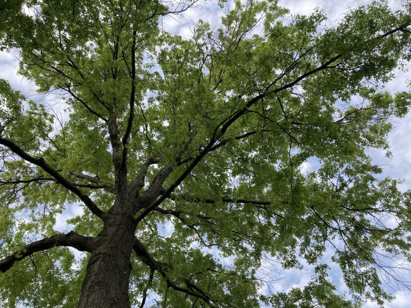 Products For Oak Tree Trimmings in use