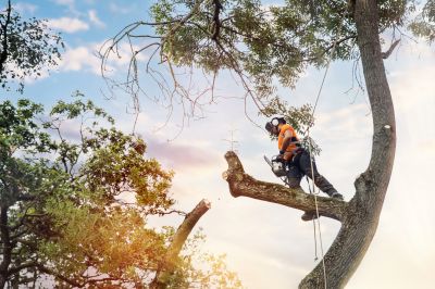 Arborist Performing Precision Pruning