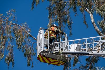 Tree Crown Raising