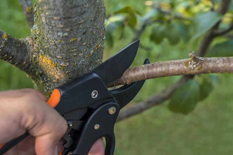 Young Tree Structural Pruning